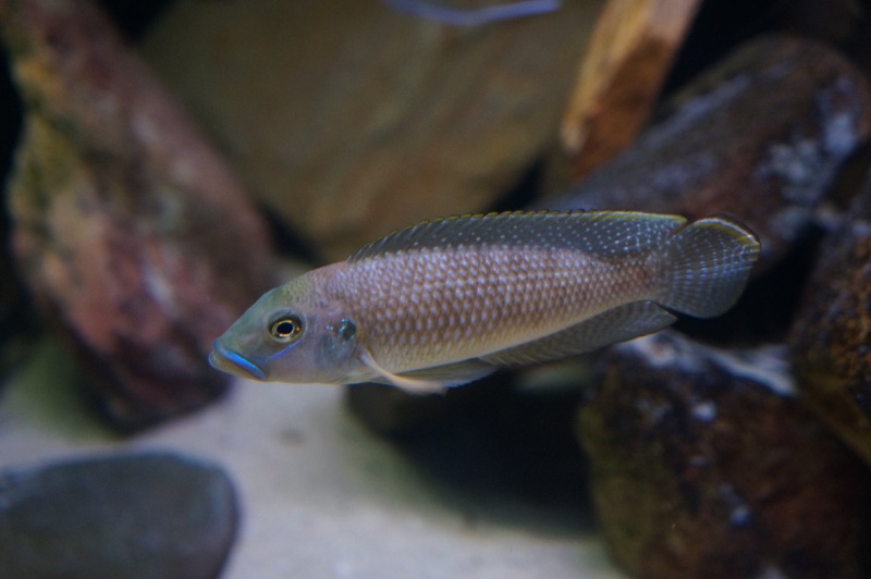 Lamprologus callipterus 'Cape Chaitika'